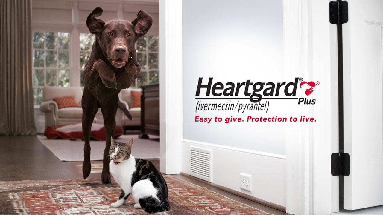 Atlanta Animal Wranglers (thumbnail)